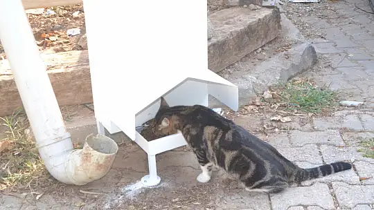 Ölüdeniz'de sokak hayvanları için özel mama kapları yerleştirildi