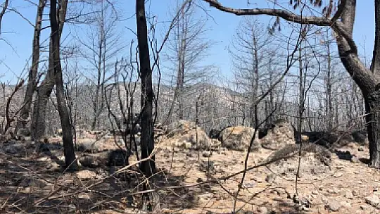 Hayvan Kurtarma Ekibi her yerde