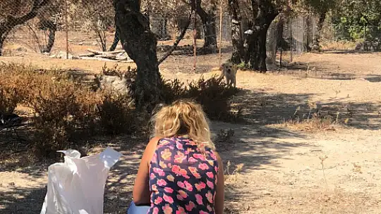 Hayvan Kurtarma Ekibi her yerde