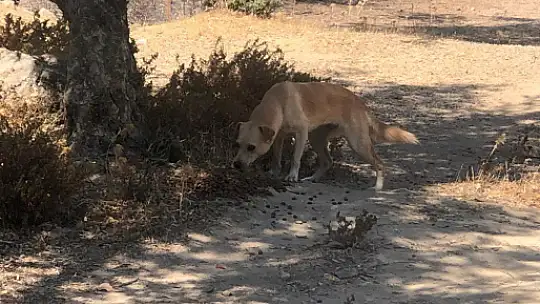Hayvan Kurtarma Ekibi her yerde