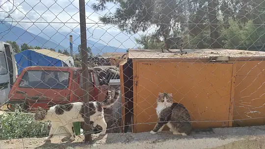 Hayvanları Koruma Gününde farkındalık için mama dağıttılar