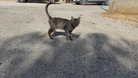 Hayvanları Koruma Gününde farkındalık için mama dağıttılar