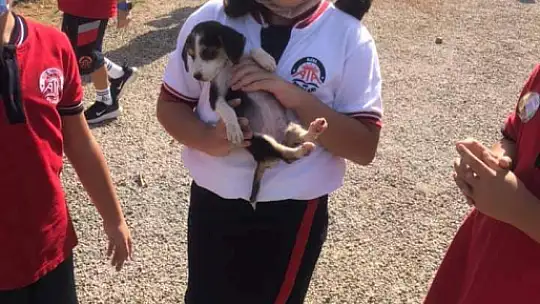 Hayvanları Koruma Gününde farkındalık için mama dağıttılar