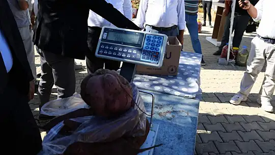 Dalaman'da tatlı patatese ilgi büyük oldu