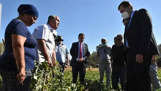 Dalaman'da tatlı patatese ilgi büyük oldu
