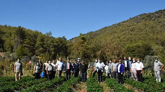Dalaman'da tatlı patatese ilgi büyük oldu