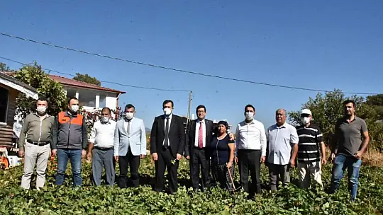 Dalaman'da tatlı patatese ilgi büyük oldu