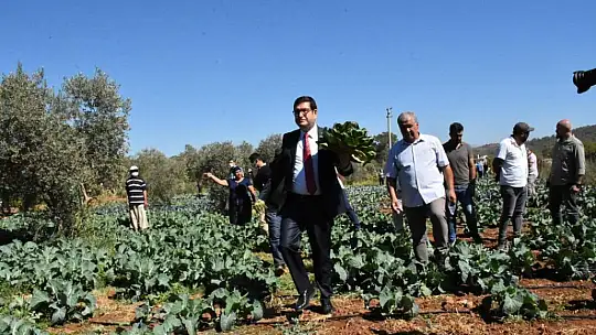 Dalaman'da tatlı patatese ilgi büyük oldu