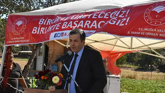 Dalaman'da tatlı patatese ilgi büyük oldu