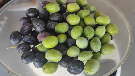 Akan, 'Zeytin fiyatları yükselecek'