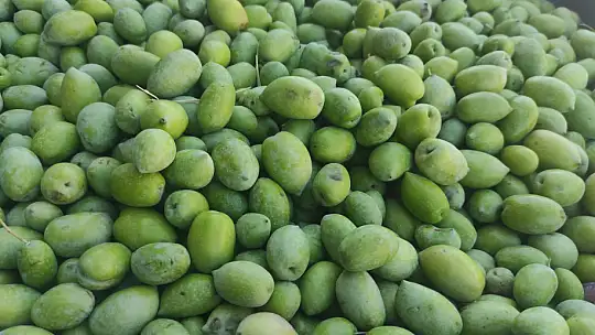 Akan, 'Zeytin fiyatları yükselecek'