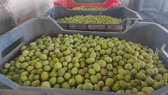 Akan, 'Zeytin fiyatları yükselecek'