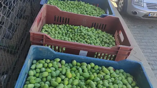 Akan, 'Zeytin fiyatları yükselecek'