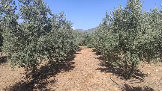 Akan, 'Zeytin fiyatları yükselecek'