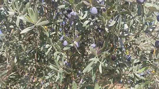 Akan, 'Zeytin fiyatları yükselecek'