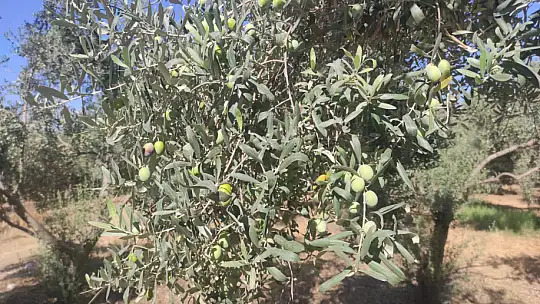 Akan, 'Zeytin fiyatları yükselecek'