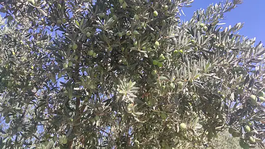 Akan, 'Zeytin fiyatları yükselecek'