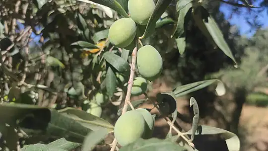 Akan, 'Zeytin fiyatları yükselecek'