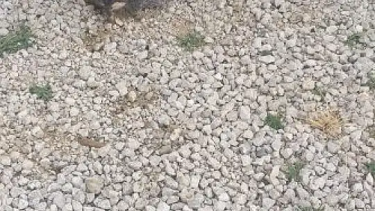 Yağmur suyu kanalında mahsur kalan köpek ve 6 yavrusu kurtarıldı