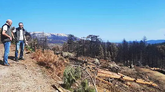 Yanan alanlar fidan dikimine hazırlanıyor