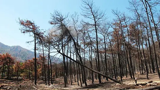 Yanan alanlarda kesim çalışmaları başladı