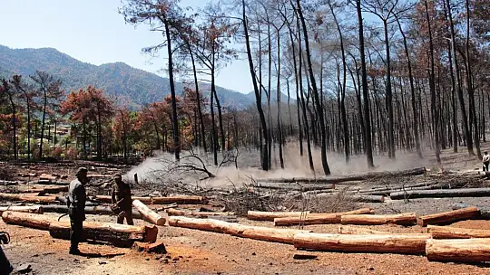 Yanan alanlarda kesim çalışmaları başladı