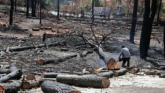 Yanan alanlarda kesim çalışmaları başladı