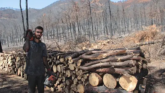 Yanan alanlarda kesim çalışmaları başladı
