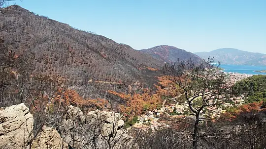 Yanan alanlarda kesim çalışmaları başladı