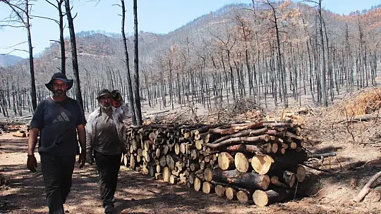 Yanan alanlarda kesim çalışmaları başladı