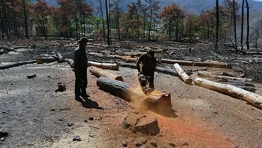 Yanan alanlarda kesim çalışmaları başladı