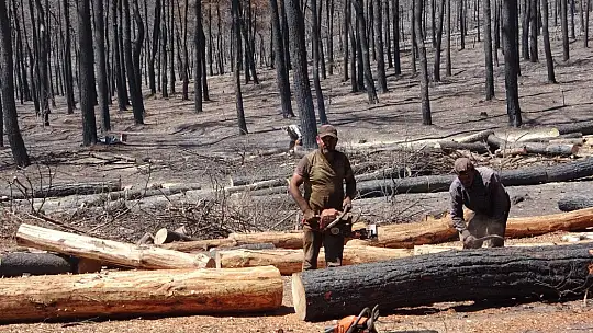 Yanan alanlarda kesim çalışmaları başladı