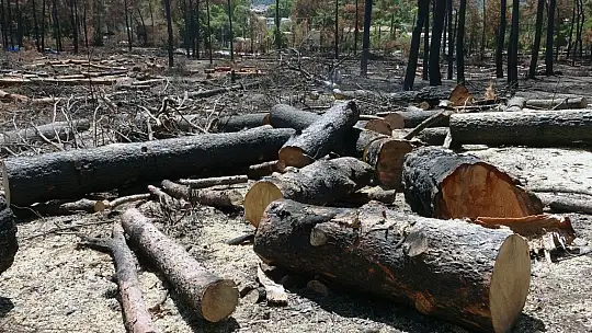 Yanan alanlarda kesim çalışmaları başladı