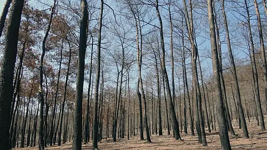 Yanan alanlarda kesim çalışmaları başladı