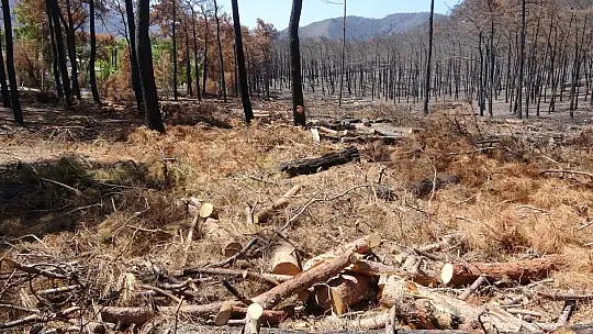 Yanan alanlarda kesim çalışmaları başladı