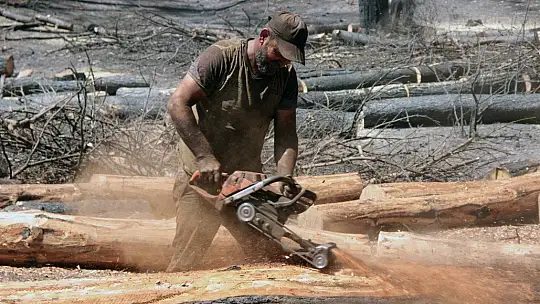 Yanan alanlarda kesim çalışmaları başladı