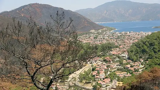 Yanan alanlarda kesim çalışmaları başladı