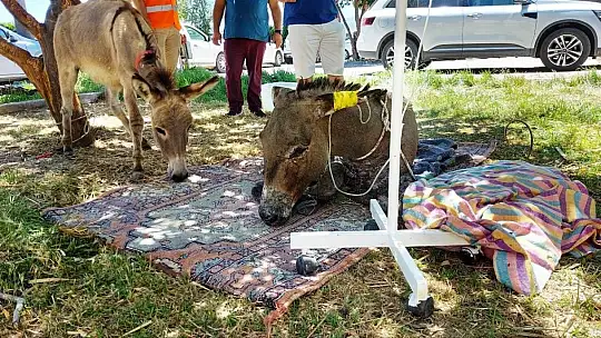 Yanan ormandan 4 gün sonra sağ kurtuldu