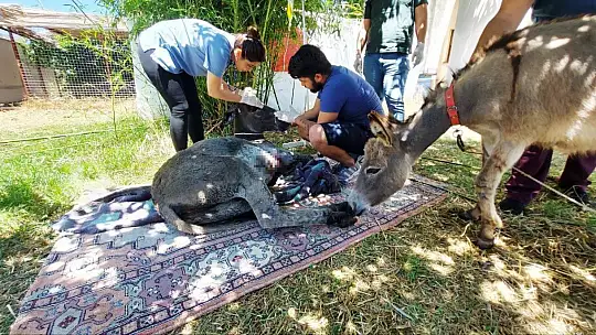 Yanan ormandan 4 gün sonra sağ kurtuldu