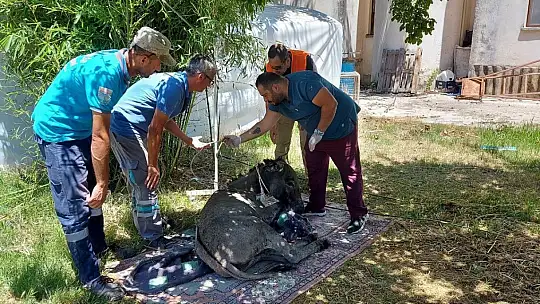 Yanan ormandan 4 gün sonra sağ kurtuldu