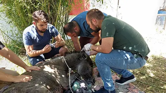 Yanan ormandan 4 gün sonra sağ kurtuldu