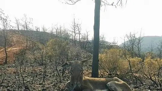 Yanan ormandan 4 gün sonra sağ kurtuldu