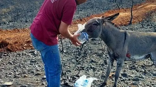 Yanan ormandan 4 gün sonra sağ kurtuldu