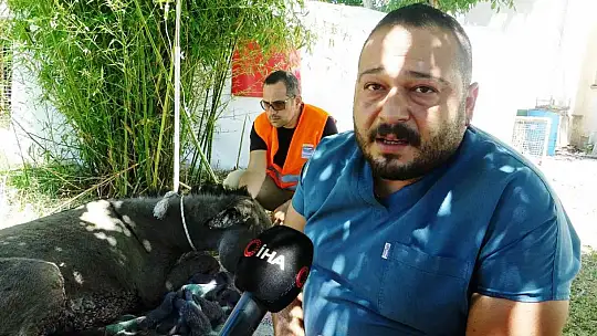 Yanan ormandan 4 gün sonra sağ kurtuldu