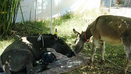 Yanan ormandan 4 gün sonra sağ kurtuldu