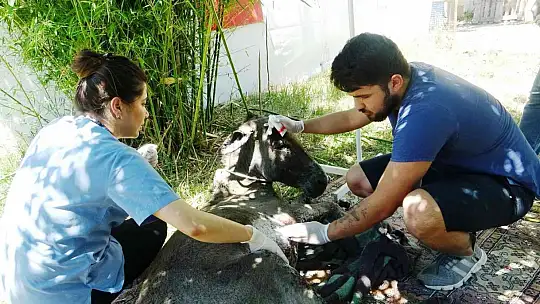 Yanan ormandan 4 gün sonra sağ kurtuldu