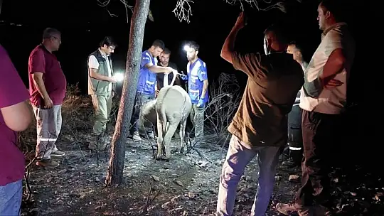 Yanan ormandan 4 gün sonra sağ kurtuldu