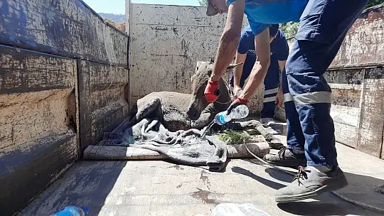 Yanan ormandan 4 gün sonra sağ kurtuldu