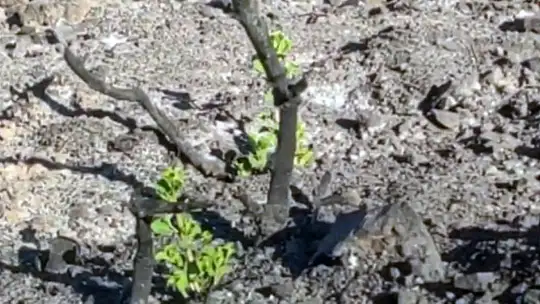 Yanan sahalara hayvanlar için yem bırakıyorlar