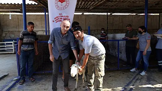 Yangın mağduru çiftçilere hayvan desteği